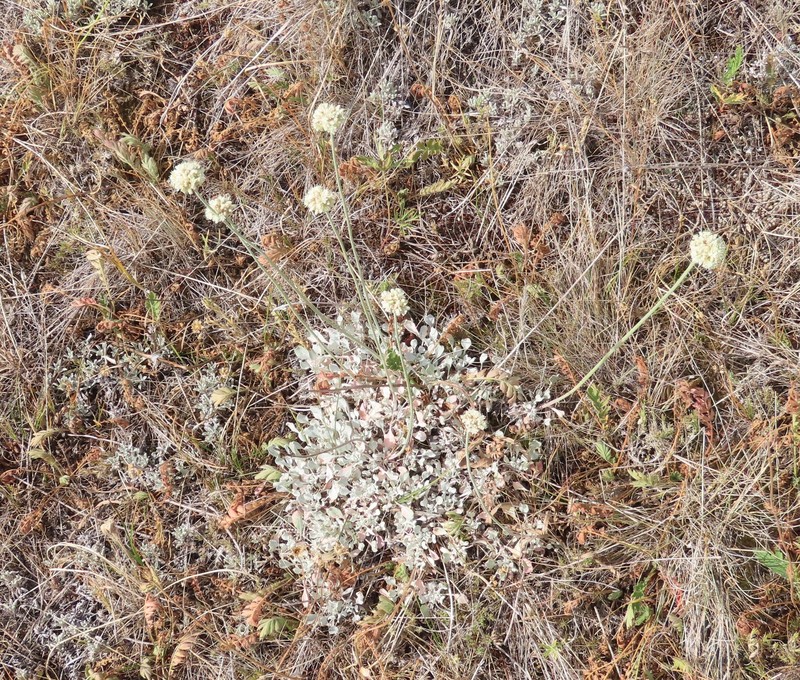 Eriogonum ovalifolium var. ochroleucum photo 2