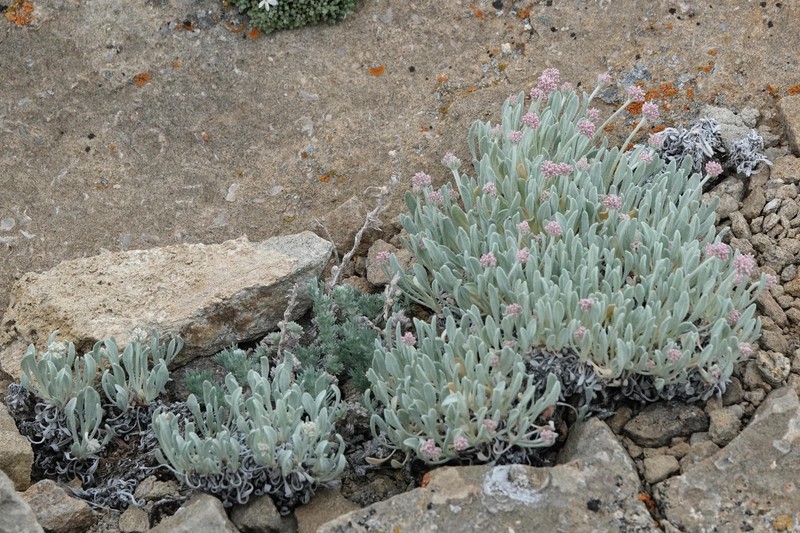 Eriogonum ovalifolium var. ochroleucum photo 3