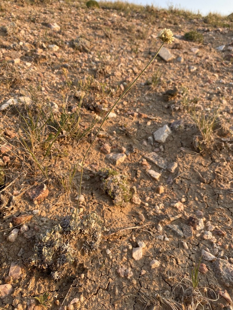 Eriogonum ovalifolium var. ochroleucum photo 4