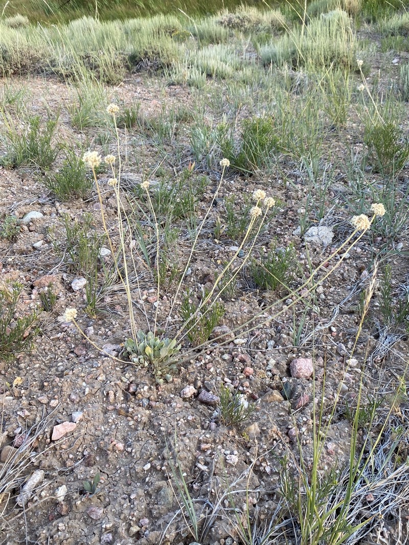 Eriogonum ovalifolium var. ochroleucum photo 5