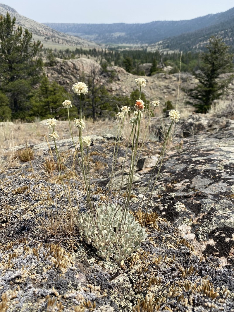 Eriogonum ovalifolium var. ochroleucum photo 6