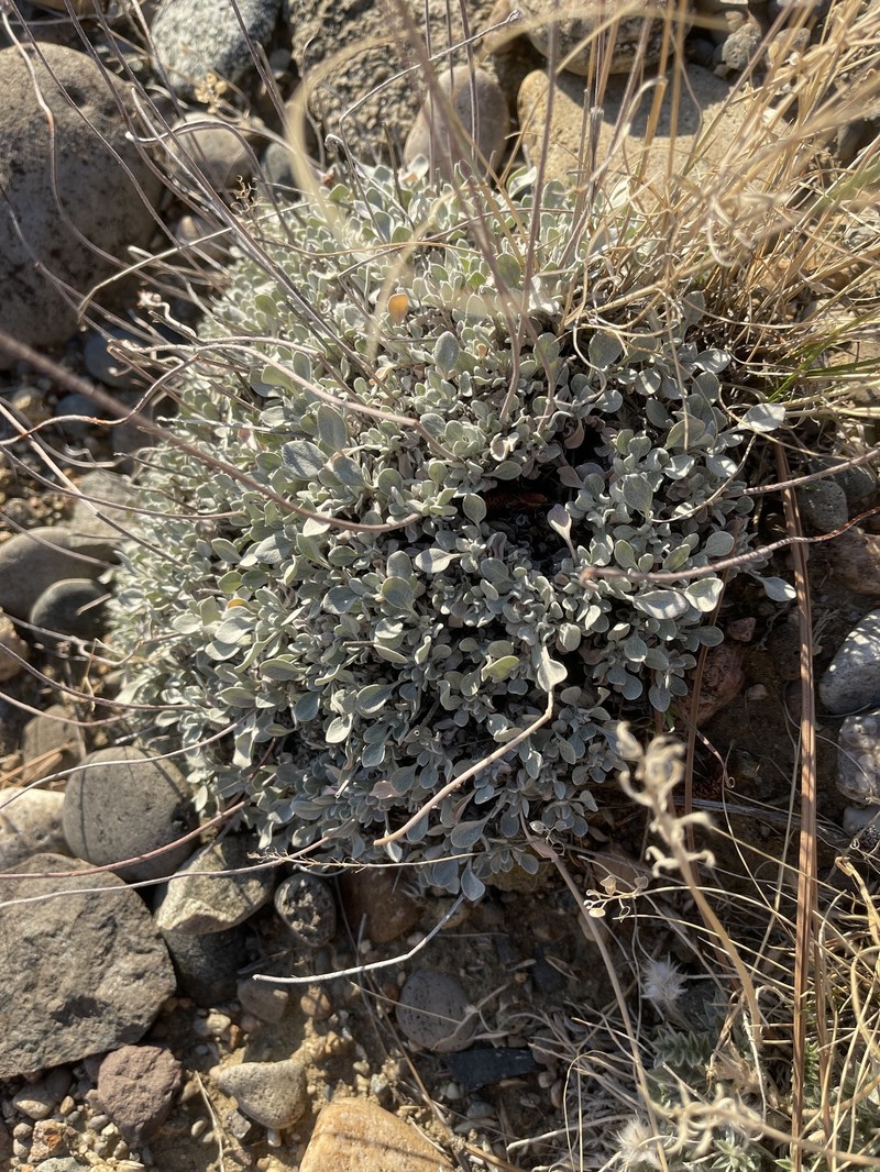 Eriogonum ovalifolium var. ochroleucum photo 7