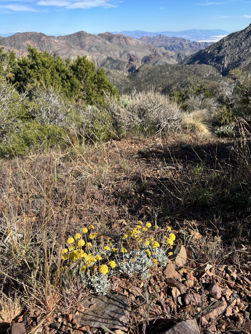 Eriogonum ovalifolium var. ovalifolium