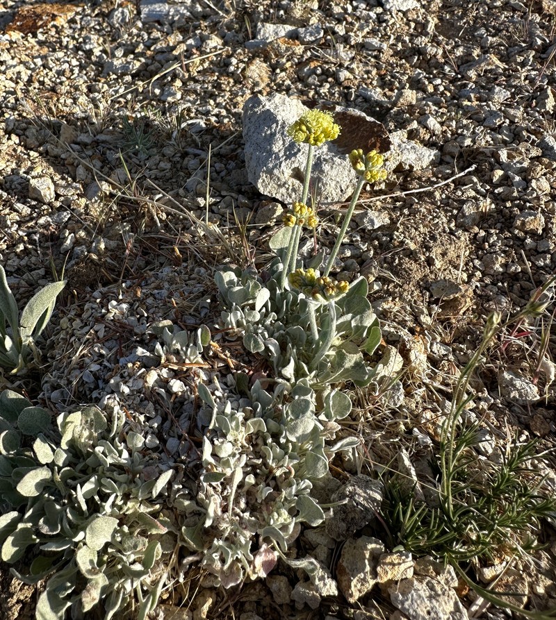 Eriogonum ovalifolium var. ovalifolium photo 2