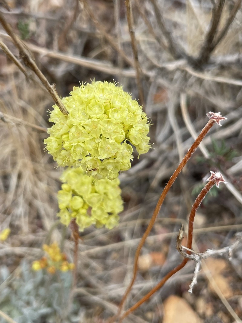 Eriogonum ovalifolium var. ovalifolium photo 3