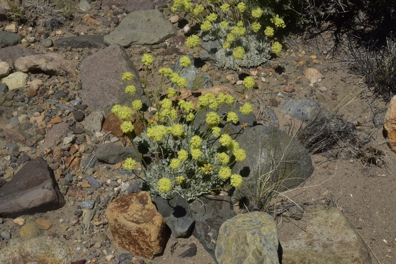 Eriogonum ovalifolium var. ovalifolium photo 4