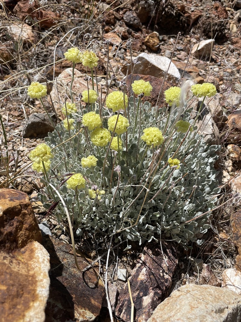 Eriogonum ovalifolium var. ovalifolium photo 5