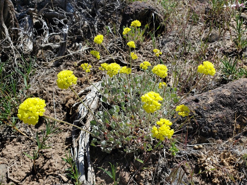 Eriogonum ovalifolium var. ovalifolium photo 6