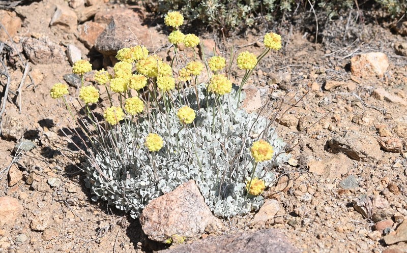 Eriogonum ovalifolium var. ovalifolium photo 7