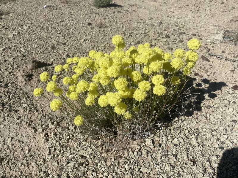 Eriogonum ovalifolium var. ovalifolium photo 8