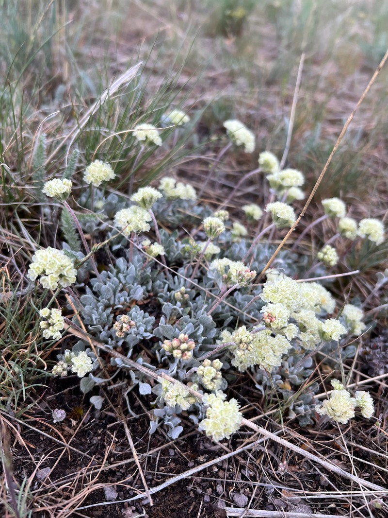 Eriogonum ovalifolium var. pansum