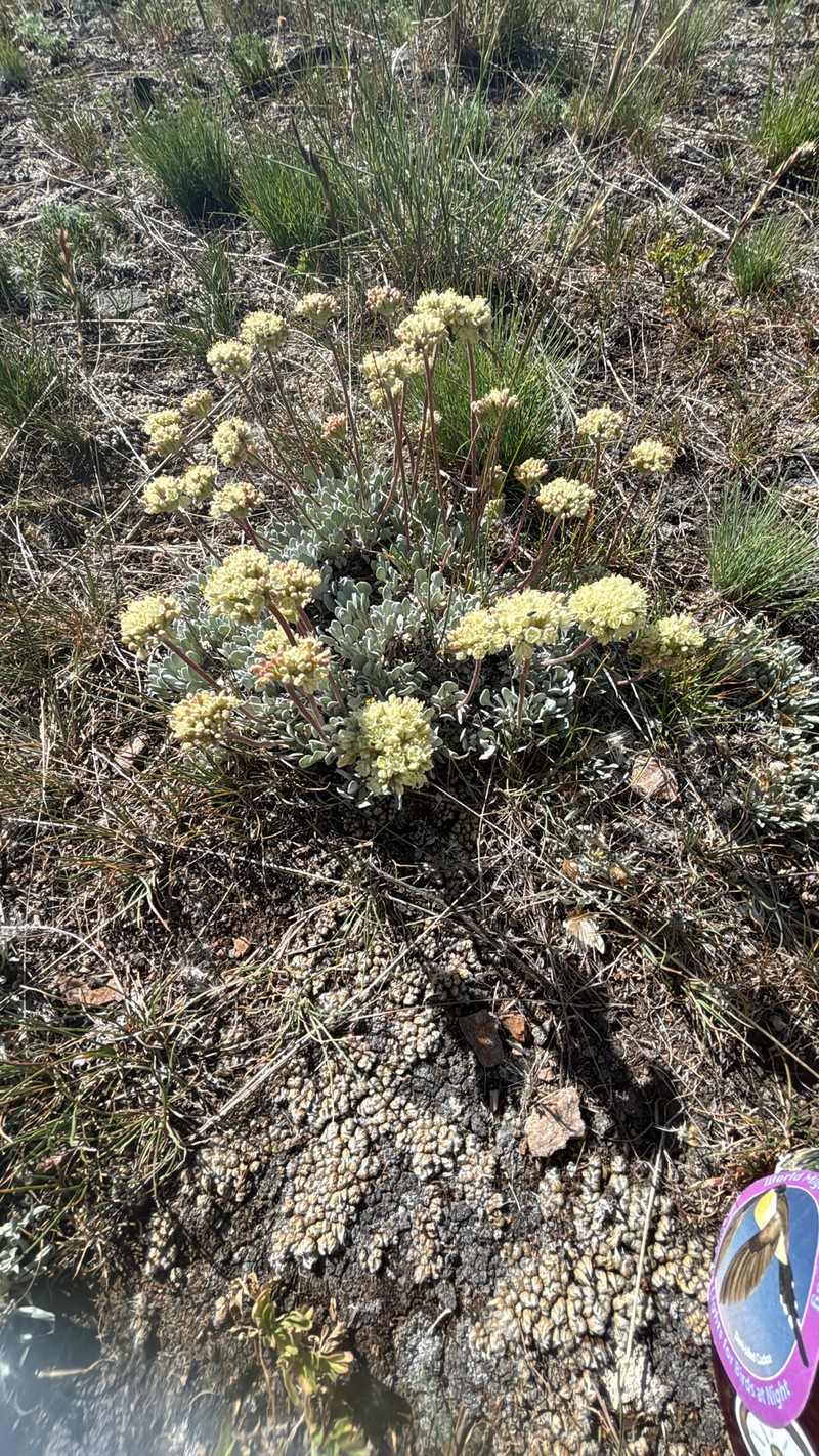 Eriogonum ovalifolium var. pansum photo 2