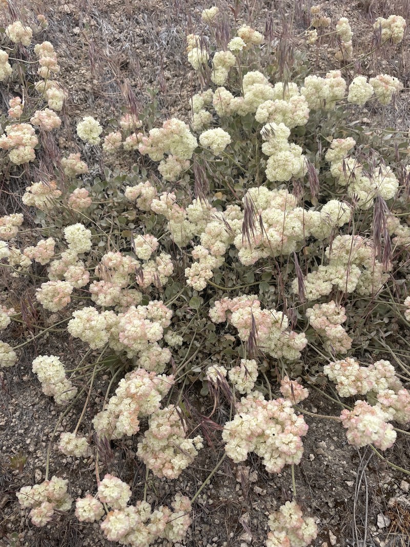 Eriogonum ovalifolium var. pansum photo 3