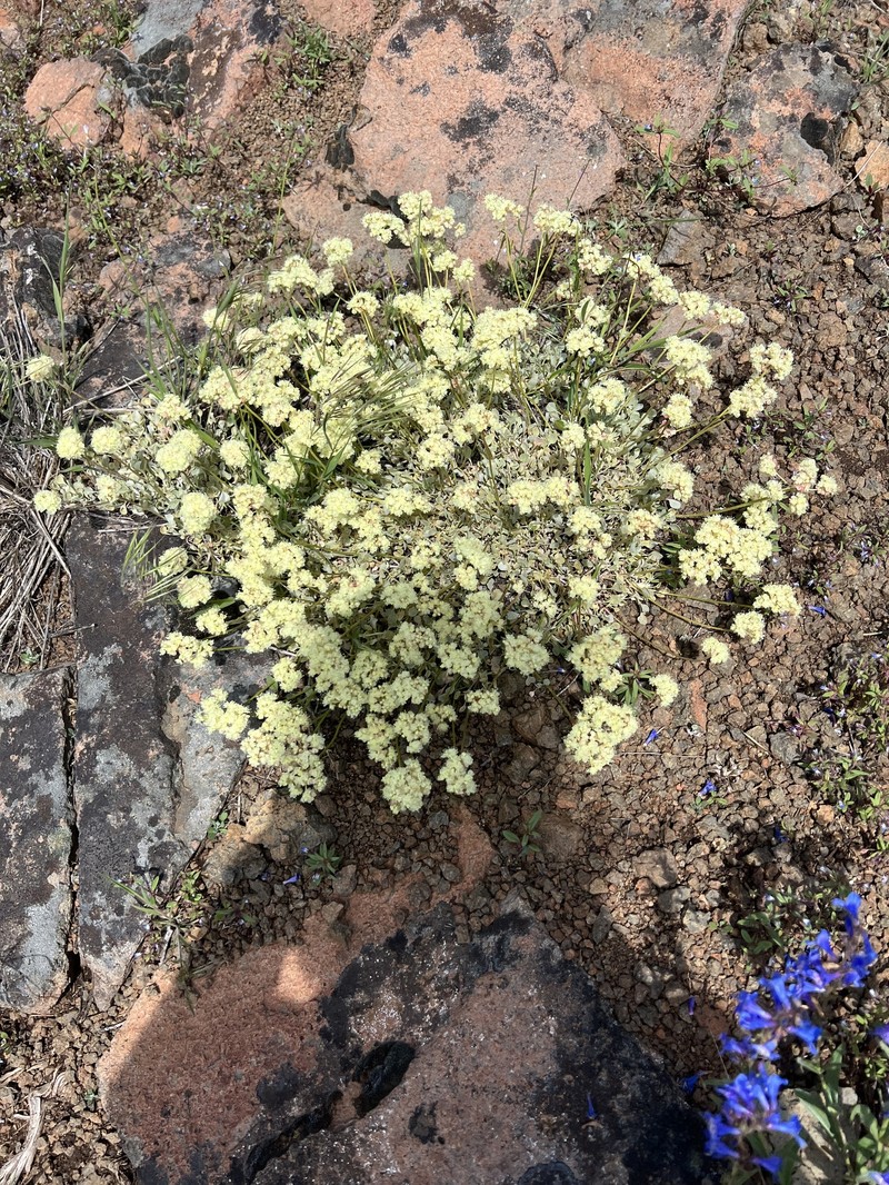 Eriogonum ovalifolium var. pansum photo 4
