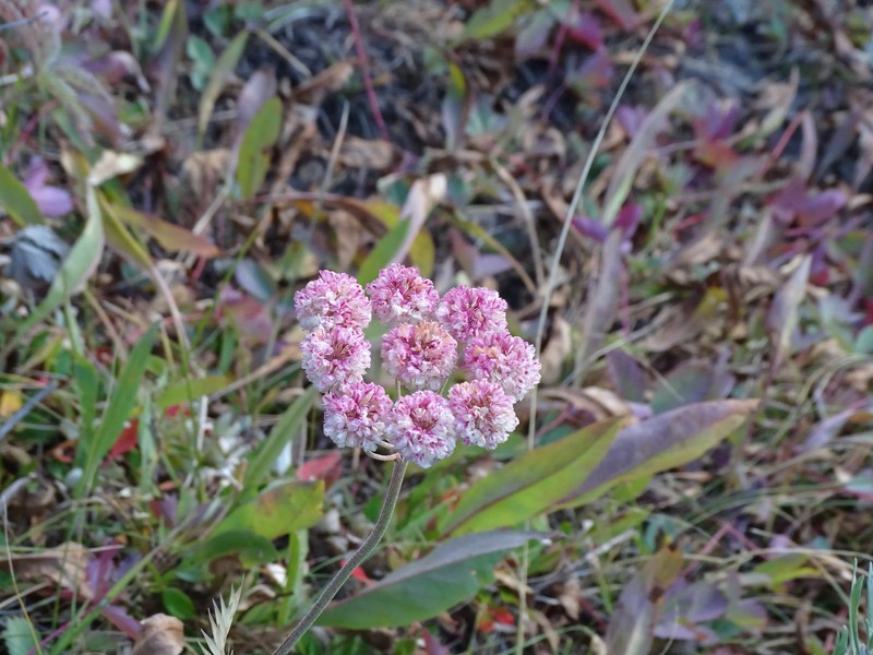 Eriogonum ovalifolium var. pansum photo 5