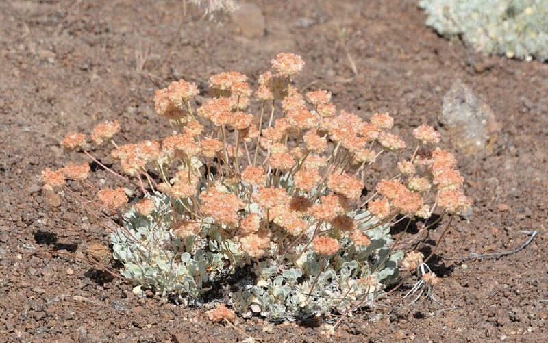 Eriogonum ovalifolium var. pansum photo 6