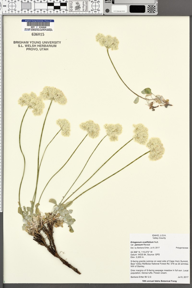 Eriogonum ovalifolium var. pansum photo 7
