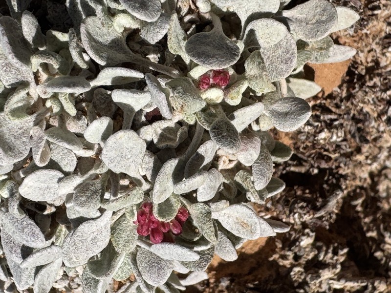 Eriogonum ovalifolium var. purpureum