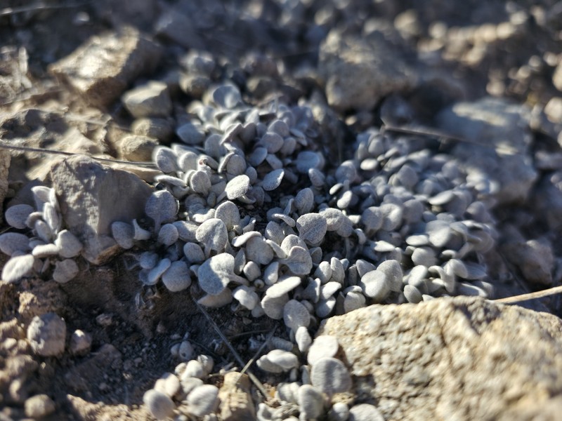 Eriogonum ovalifolium var. purpureum photo 2