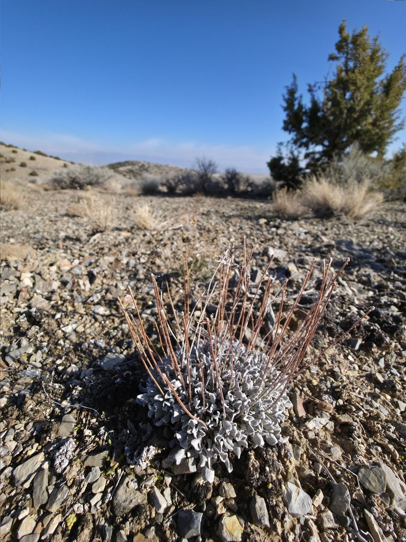Eriogonum ovalifolium var. purpureum photo 3