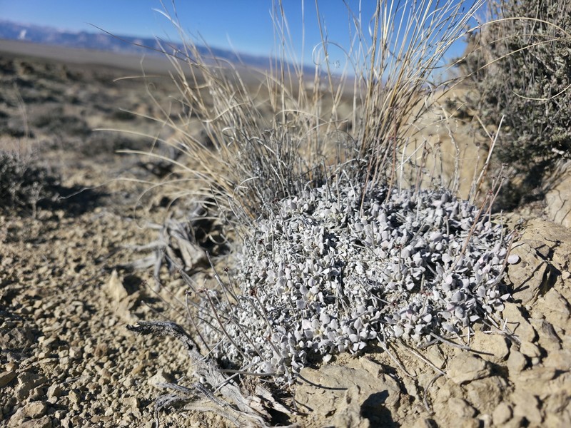 Eriogonum ovalifolium var. purpureum photo 4