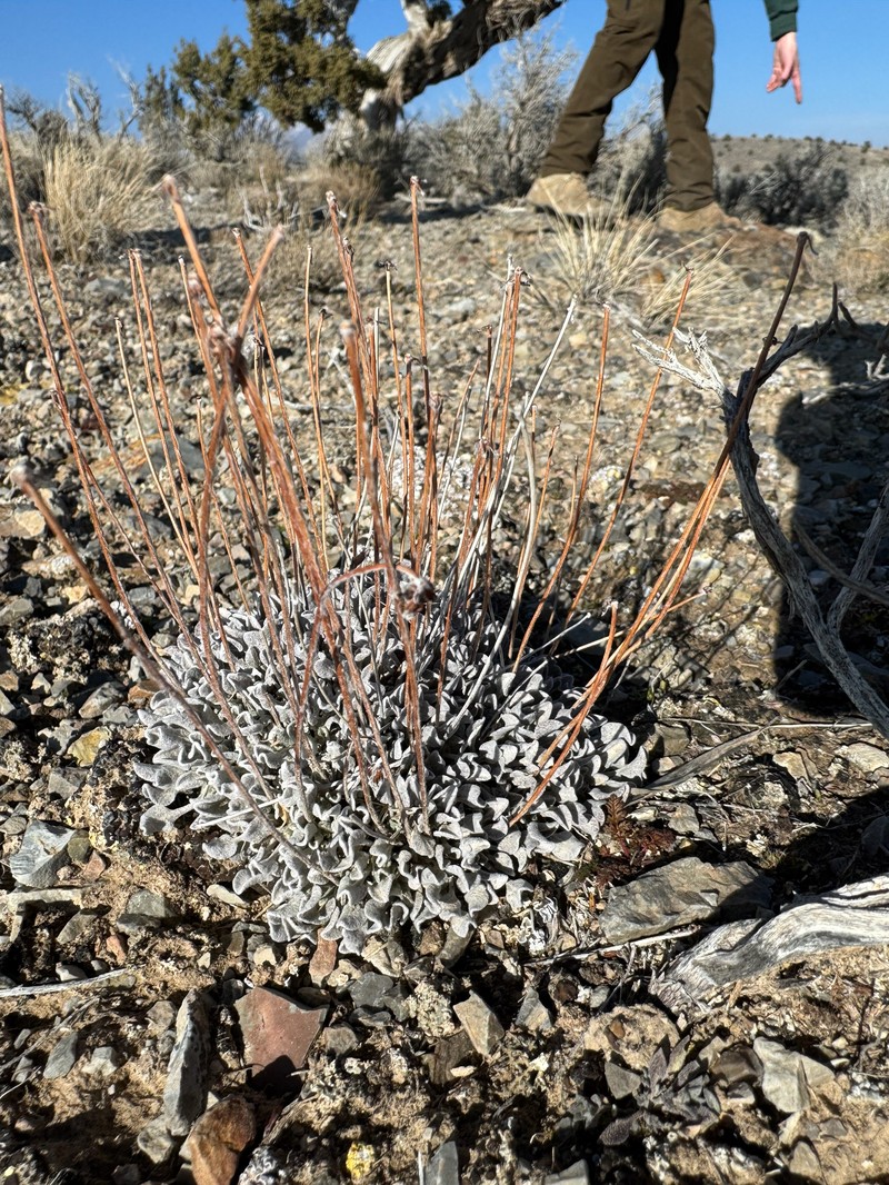 Eriogonum ovalifolium var. purpureum photo 5
