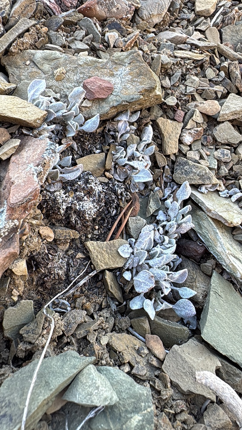 Eriogonum ovalifolium var. purpureum photo 6