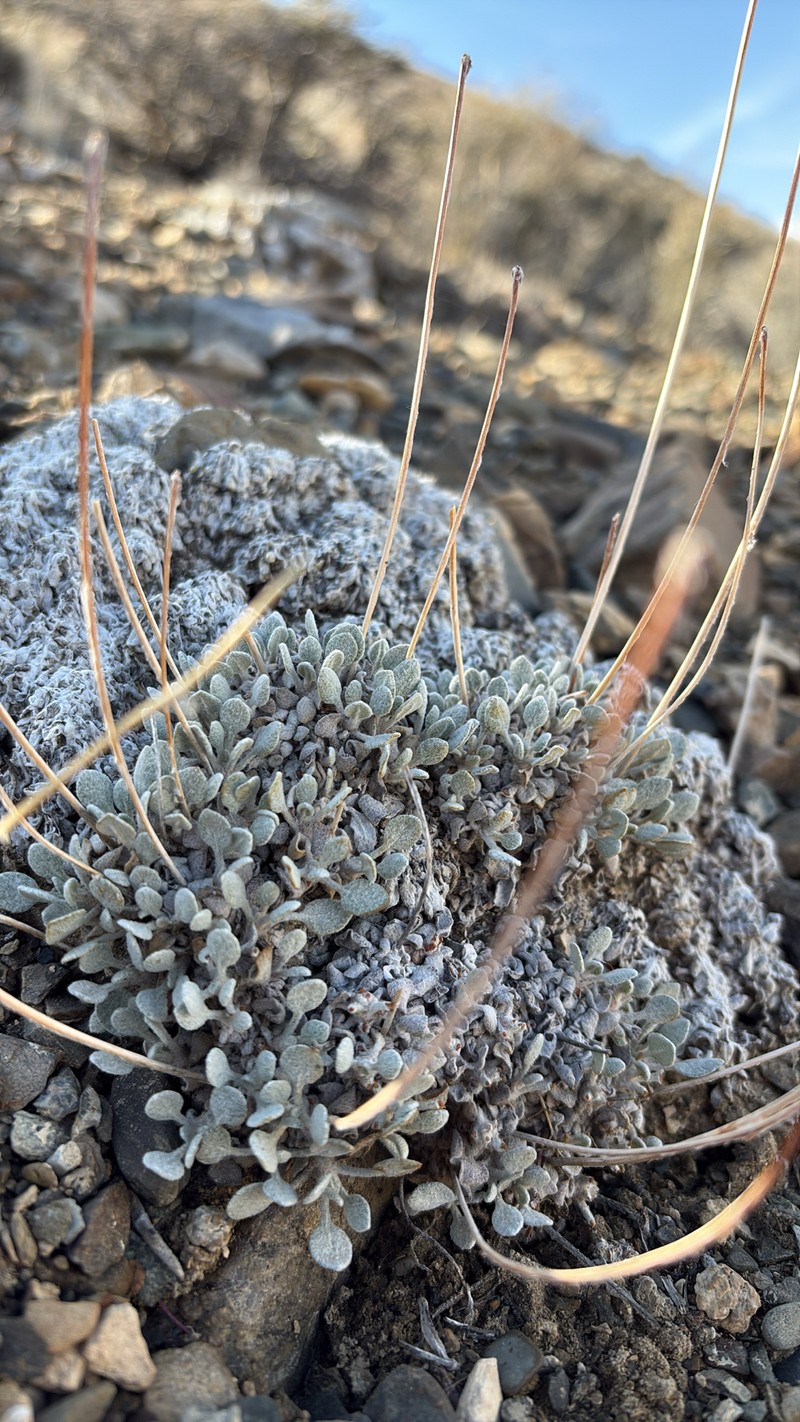 Eriogonum ovalifolium var. purpureum photo 7