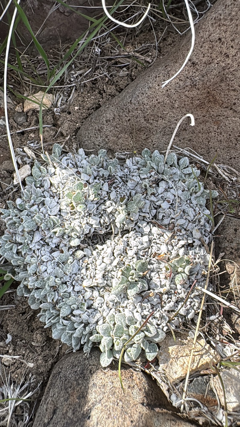 Eriogonum ovalifolium var. purpureum photo 8