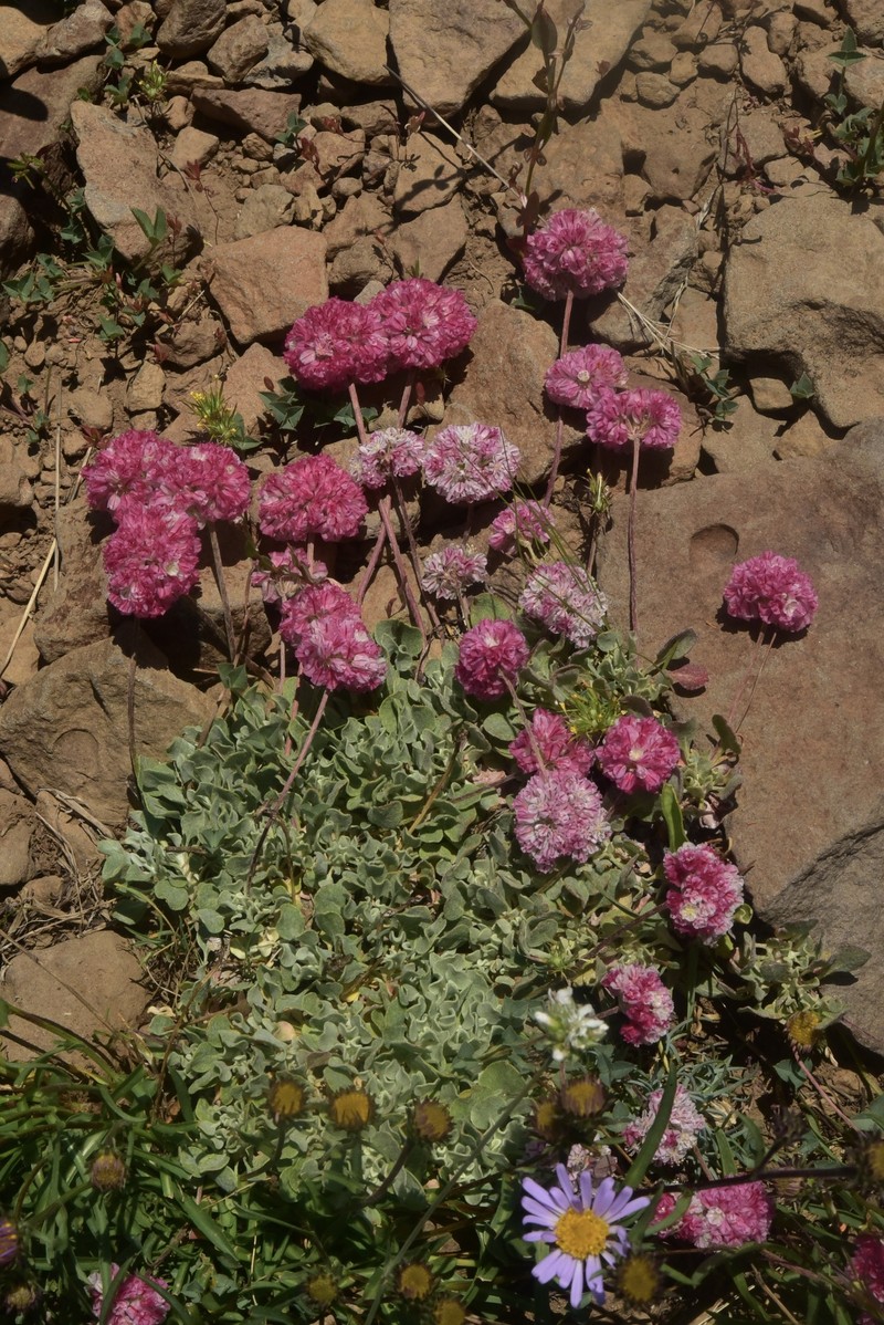 Eriogonum ovalifolium var. rubidum