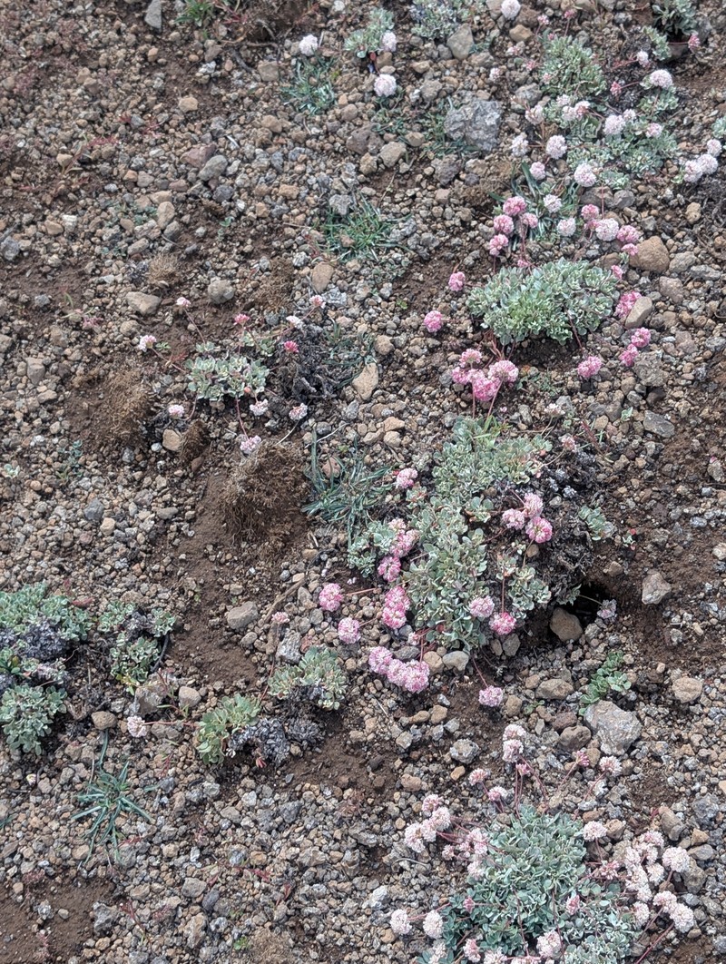 Eriogonum ovalifolium var. rubidum photo 2