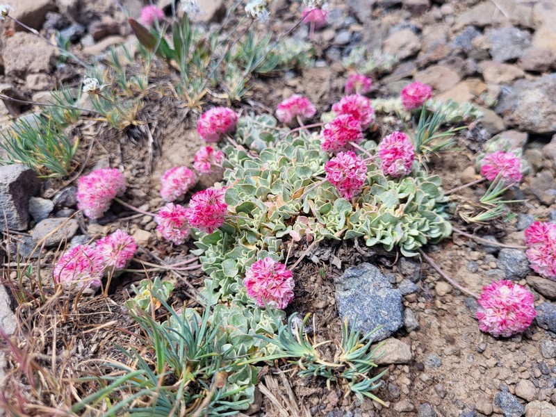 Eriogonum ovalifolium var. rubidum photo 3