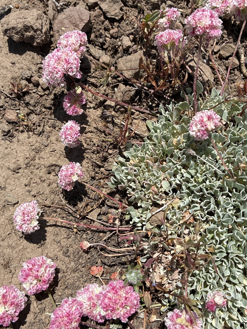 Eriogonum ovalifolium var. rubidum photo 4
