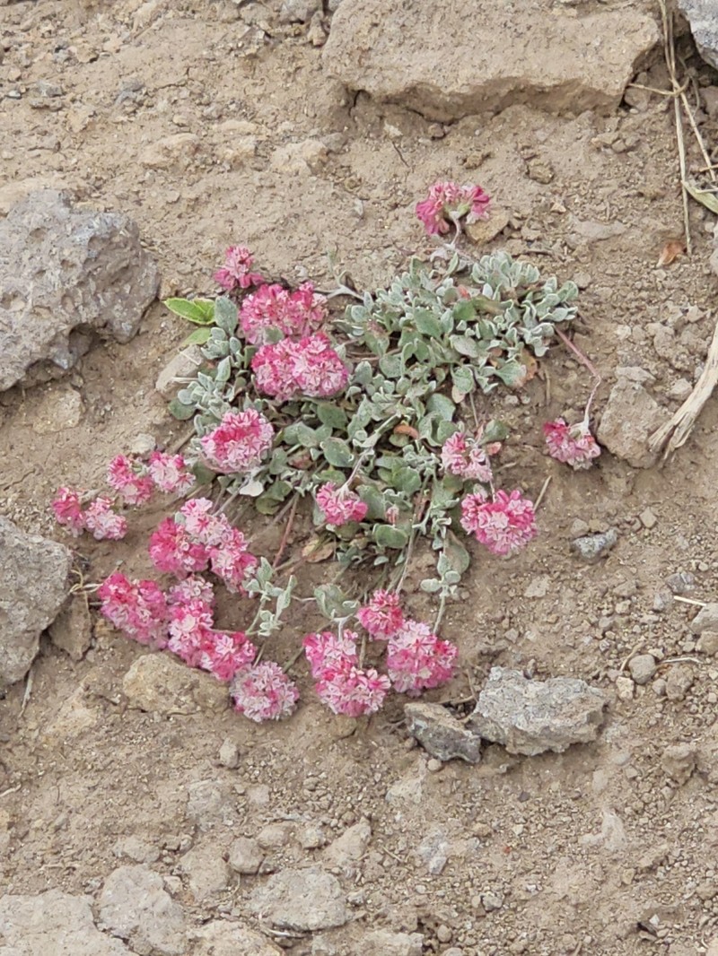 Eriogonum ovalifolium var. rubidum photo 5