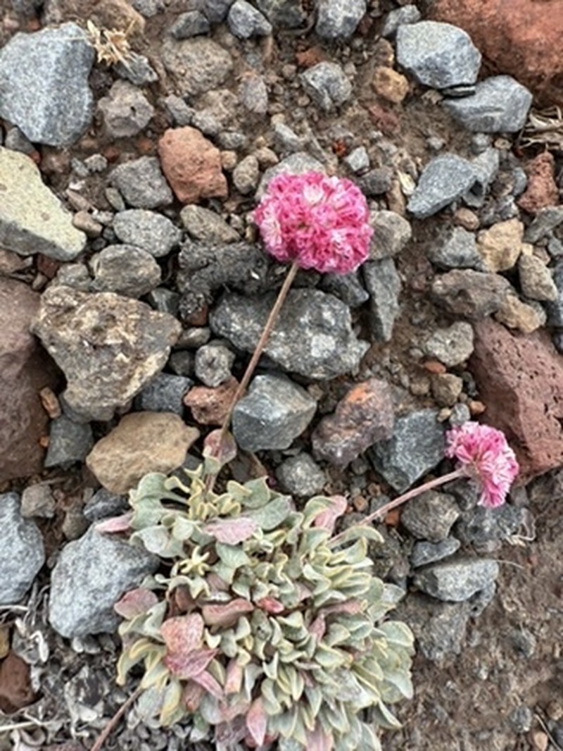 Eriogonum ovalifolium var. rubidum photo 6