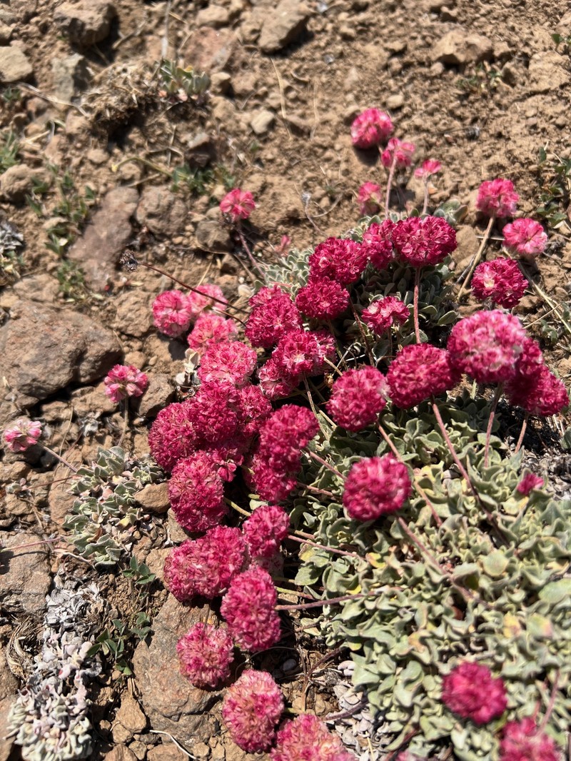 Eriogonum ovalifolium var. rubidum photo 7