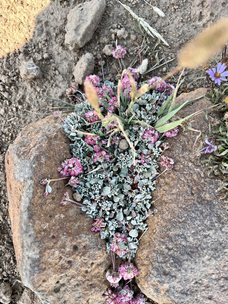 Eriogonum ovalifolium var. rubidum photo 8