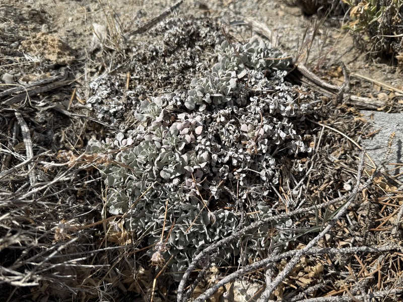 Eriogonum ovalifolium var. vineum