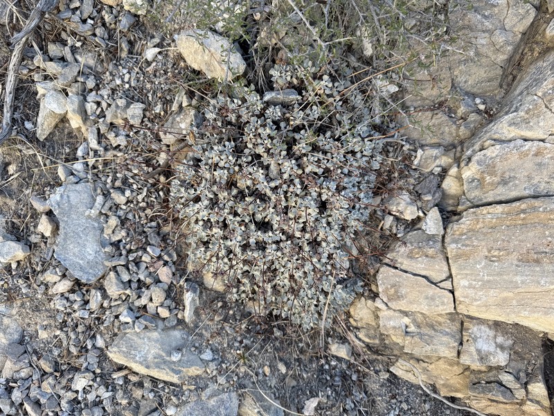 Eriogonum ovalifolium var. vineum photo 2
