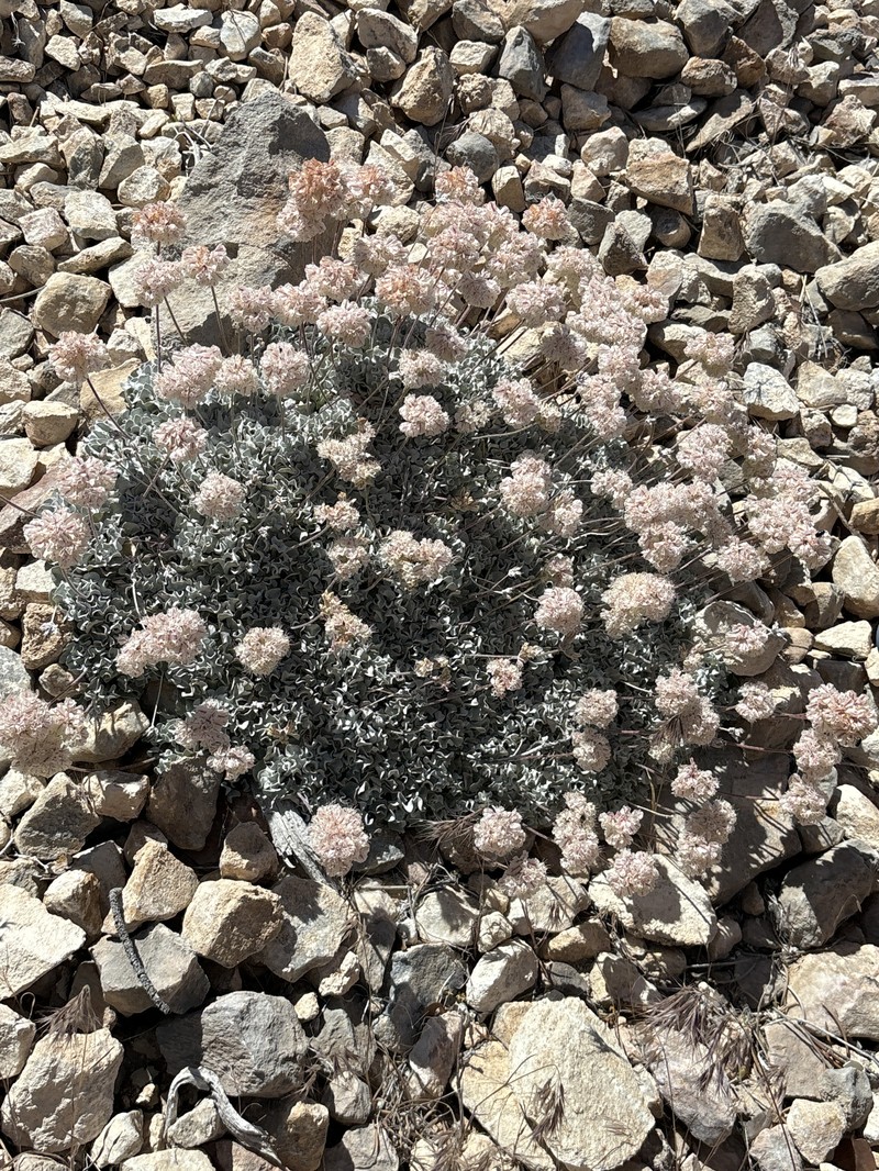 Eriogonum ovalifolium var. vineum photo 3