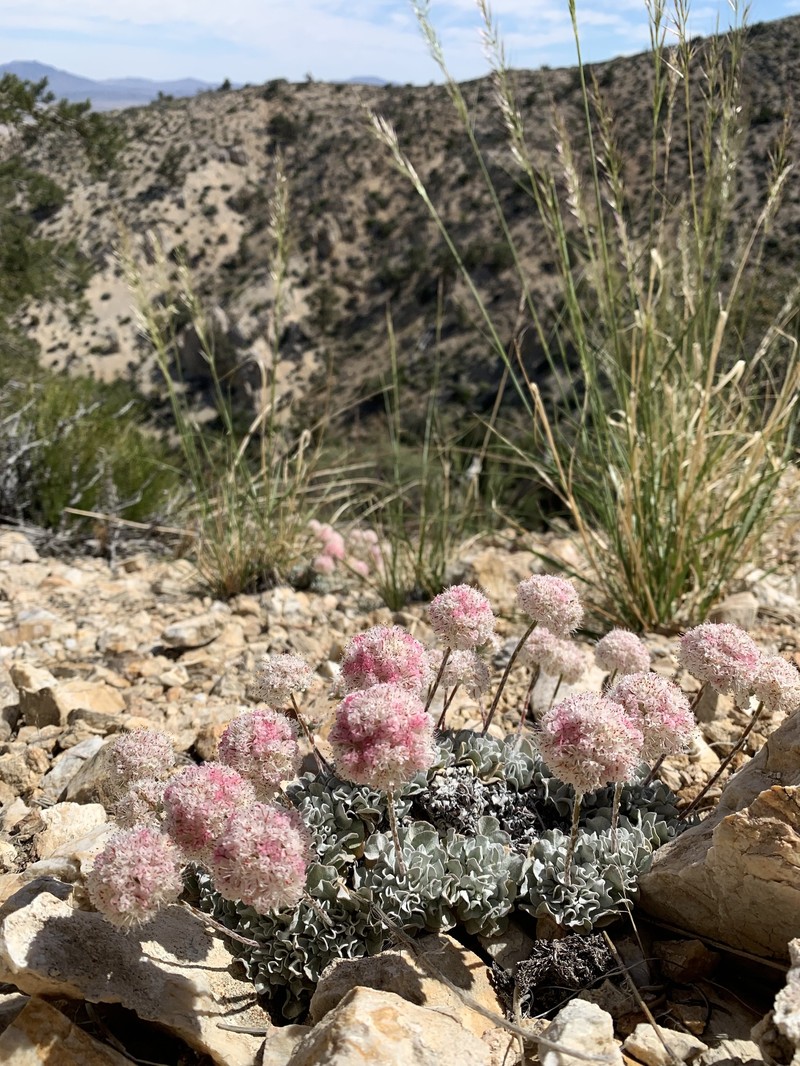 Eriogonum ovalifolium var. vineum photo 4