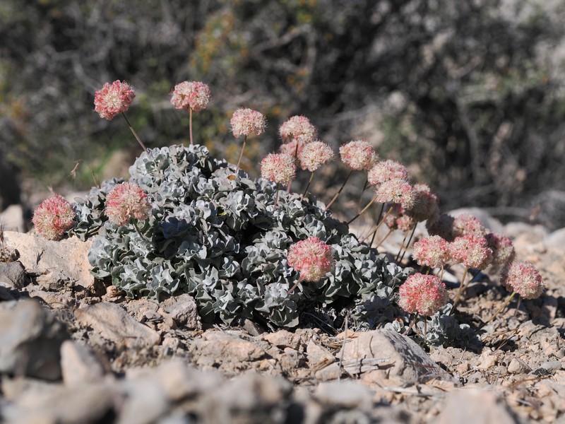Eriogonum ovalifolium var. vineum photo 5