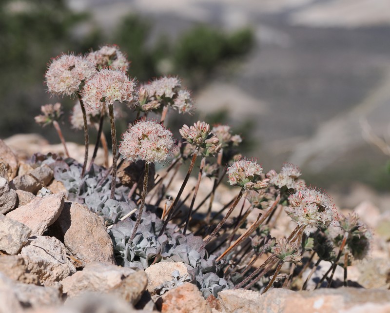Eriogonum ovalifolium var. vineum photo 6