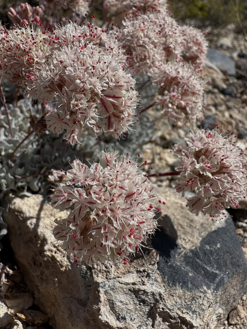 Eriogonum ovalifolium var. vineum photo 7