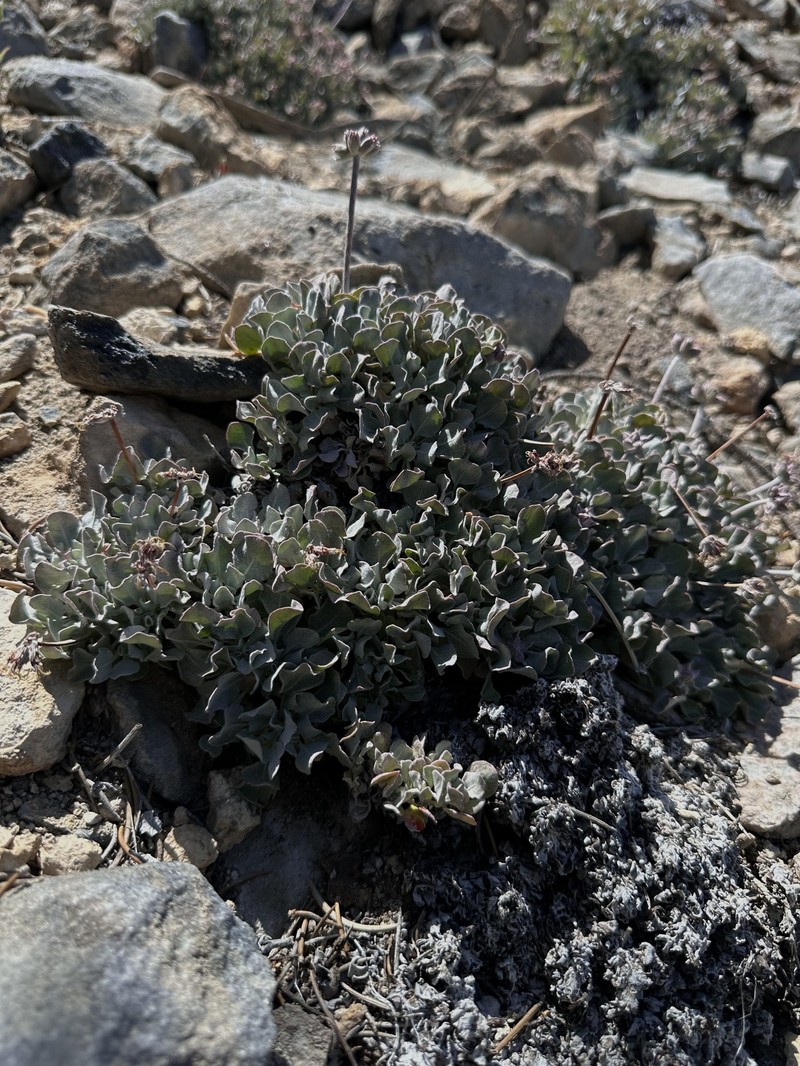 Eriogonum ovalifolium var. vineum photo 8