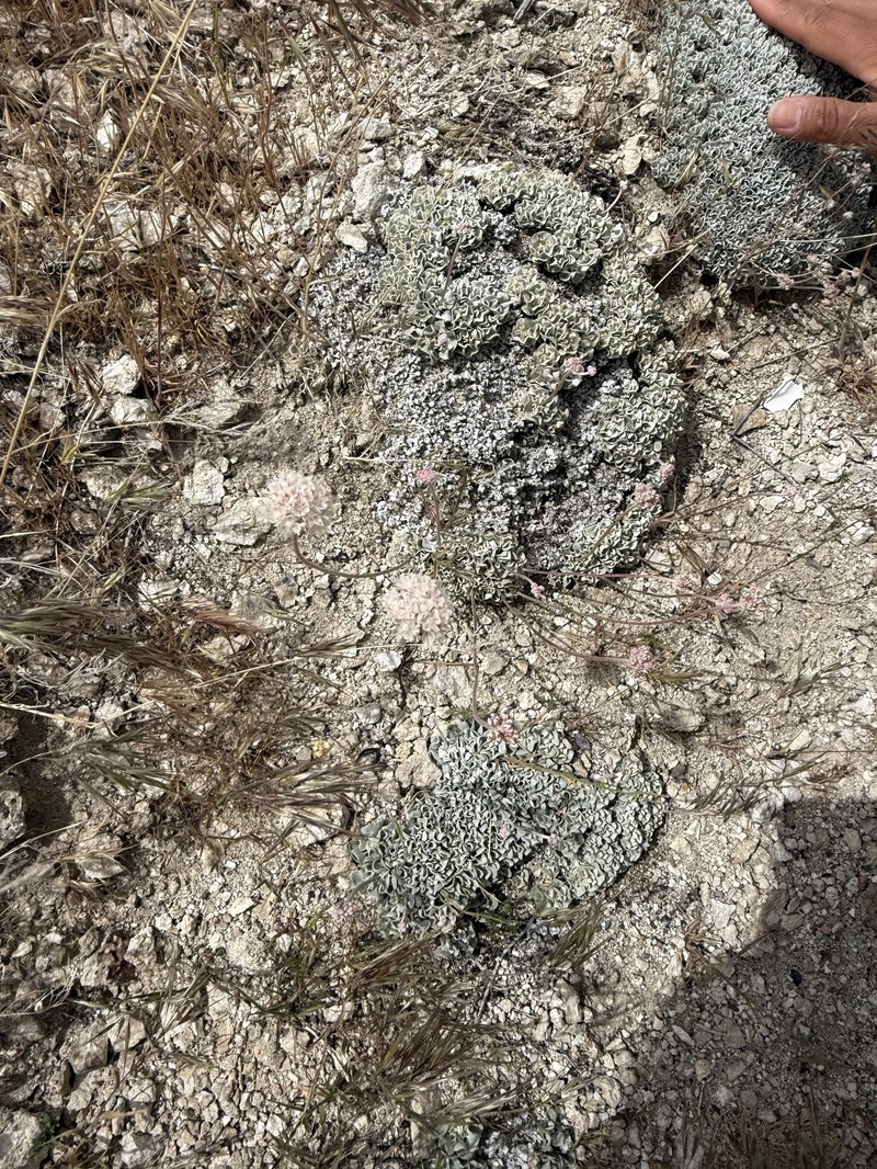 Eriogonum ovalifolium var. williamsiae