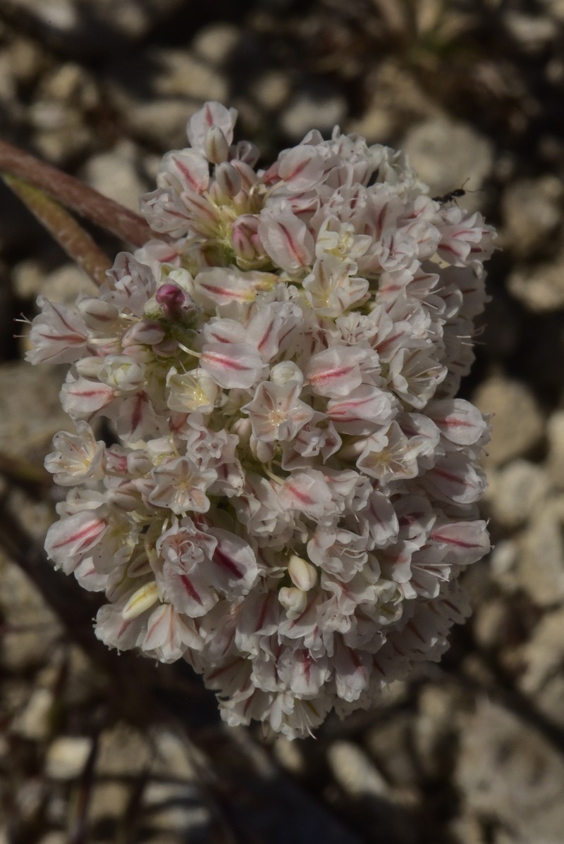 Eriogonum ovalifolium var. williamsiae photo 2