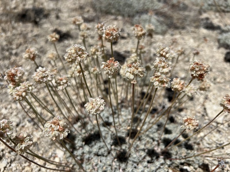 Eriogonum ovalifolium var. williamsiae photo 3