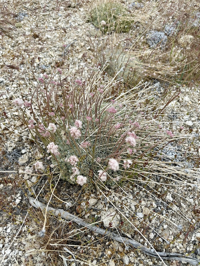 Eriogonum ovalifolium var. williamsiae photo 4
