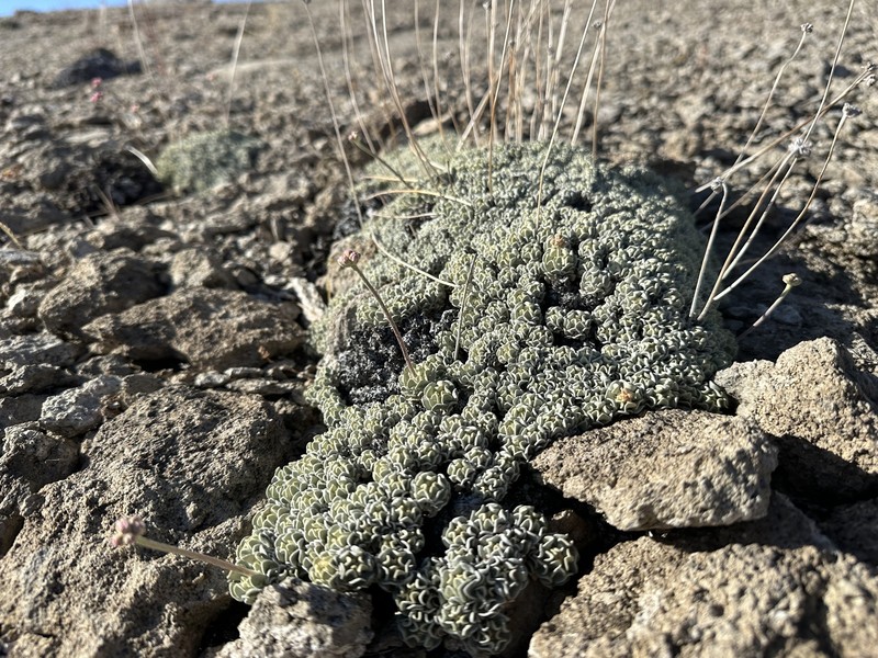 Eriogonum ovalifolium var. williamsiae photo 5